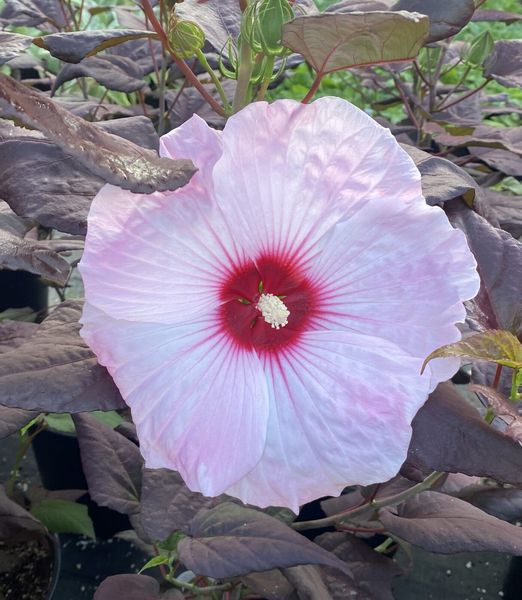 Hibiscus moscheutos 'Dark Mystery'